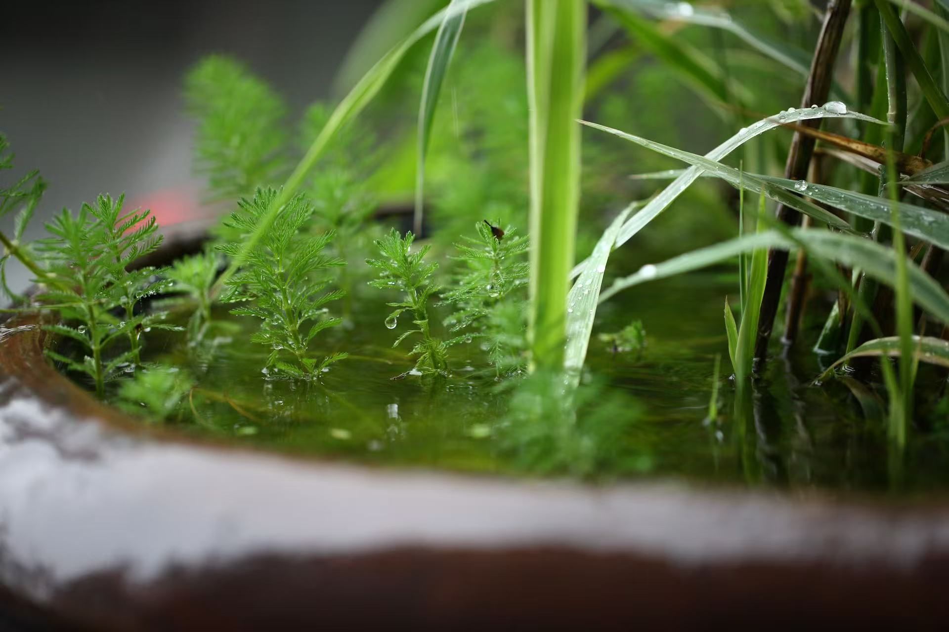 Miniature Nature: The Poetic Greenery in the workshop